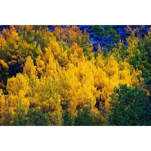 Bishop, Russ 아티스트의 Quaking aspen in full autumn color along Bishop Creek-Inyo National Forest-California-USA작품입니다.